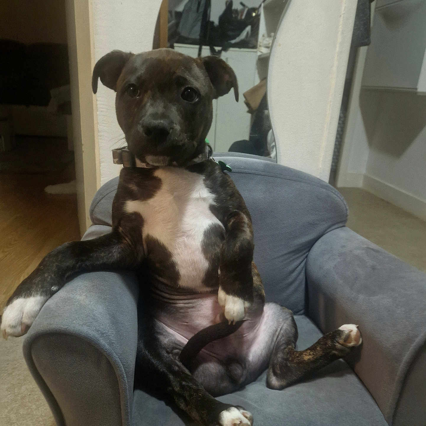 Volt participe au concours pour gagner de l'argent avec cette photo : animal, architecture, armchair, boxer, building, bulldog, canine, chair, couch, dog, furniture, hound, indoors, interiordesign, livingroom, person, pet, pitbull, puppy, room