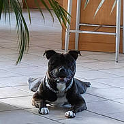 Volt a rejoint le concours — aidez-le/la à gagner de superbes lots ! animal, black_dog, canine, chain, chain_collar, chair, dog, domestic, floor, furniture, home, indoor, paw, pet, plant, relaxed, resting, smiling, tile_floor, white_paws