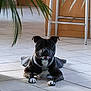 animal, black_dog, canine, chain, chain_collar, chair, dog, domestic, floor, furniture, home, indoor, paw, pet, plant, relaxed, resting, smiling, tile_floor, white_paws
