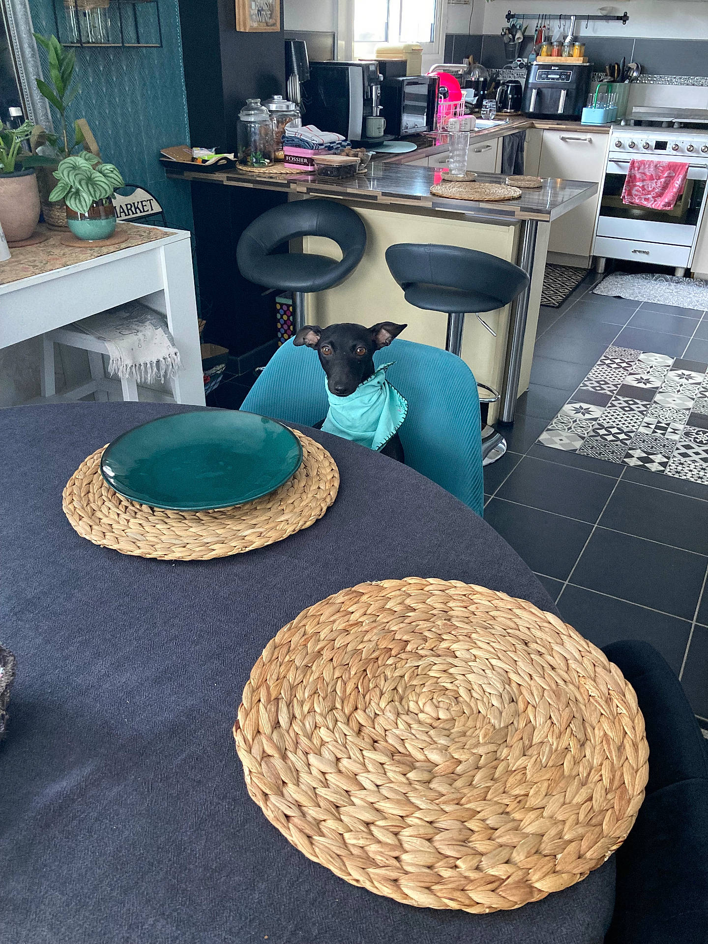 Sandro a rejoint le concours — aidez-le/la à gagner de superbes lots ! animal, appliance, architecture, building, canine, device, diningroom, diningtable, dog, electricaldevice, furniture, homedecor, indoors, interiordesign, pet, plant, plate, room, rug, table