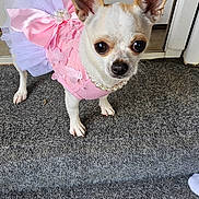 Lulu is registered to the contest to win money with this photo: animal, carpet, chihuahua, cute, dog, door, ears, fashion, floor, indoor, lace, looking_up, pearl_necklace, pet, pink_dress, portrait, small_dog, standing, tulle, white_and_brown