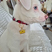 Léon participe au concours pour gagner de l'argent avec cette photo : blanket, blue_eye, close_up, collar, crown_charm, dog, fur, home_interior, indoor, nose, pet, photo_wall, portrait, profile, puppy, sitting, sofa, tag, whiskers, white_dog