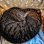 Lola a rejoint le concours — aidez-le/la à gagner de superbes lots ! cat, tabby, sleeping_cat, curled_up, fur, pet, cozy, blanket, nap, domestic_cat, stripes, close_up, texture, indoor, resting, whiskers, ear, soft, round, cute