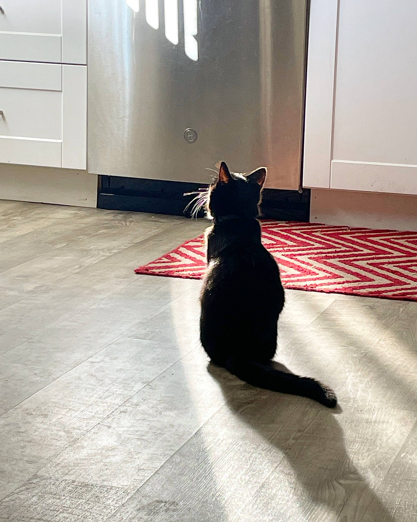 Bean is registered to the contest to win money with this photo: cabinetry, carnivore, carpet, cat, comfort, domestic_short_haired_cat, felidae, floor, flooring, grey, hardwood, human_leg, mammal, room, small_to_medium_sized_cats, tail, tints_and_shades, vertebrate, whiskers, wood