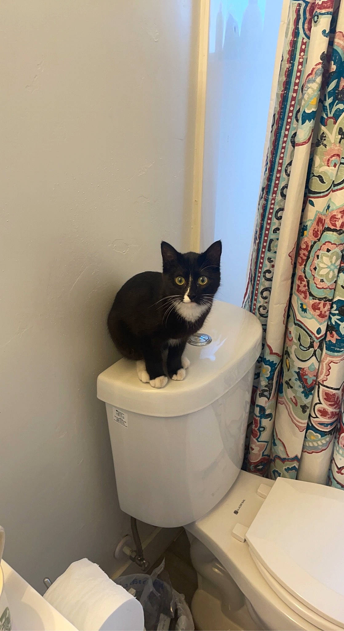 Bean joined the competition — help win amazing prizes! bathroom, carnivore, cat, ceramic, curtain, domestic_short_haired_cat, felidae, floor, flooring, household_supply, paper_towel, pet_supply, plumbing, purple, room, small_to_medium_sized_cats, tail, toilet, toilet_seat, whiskers