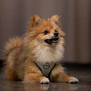 Aron a rejoint le concours — aidez-le/la à gagner de superbes lots ! dog, puppy, fluffy, small_dog, pomeranian, orange_fur, long_hair, open_mouth, teeth, harness, heart, sitting, indoor, portrait, pet, cute, brown_background, reflective_floor, front_paws, animal