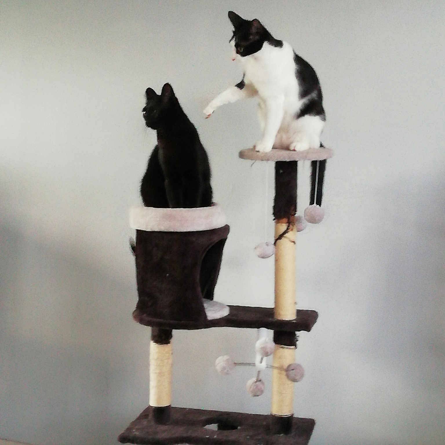 Opaline Et Blakie