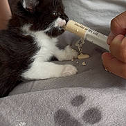 Arlo participe au concours pour gagner de l'argent avec cette photo : kitten, black_and_white, feeding, hand, syringe, blanket, paw_print, cute, animal, pet, fur, white_paws, indoor, soft_texture, close_up, young_animal, care, nurturing, resting, small