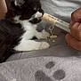 kitten, black_and_white, feeding, hand, syringe, blanket, paw_print, cute, animal, pet, fur, white_paws, indoor, soft_texture, close_up, young_animal, care, nurturing, resting, small
