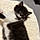 Arlo