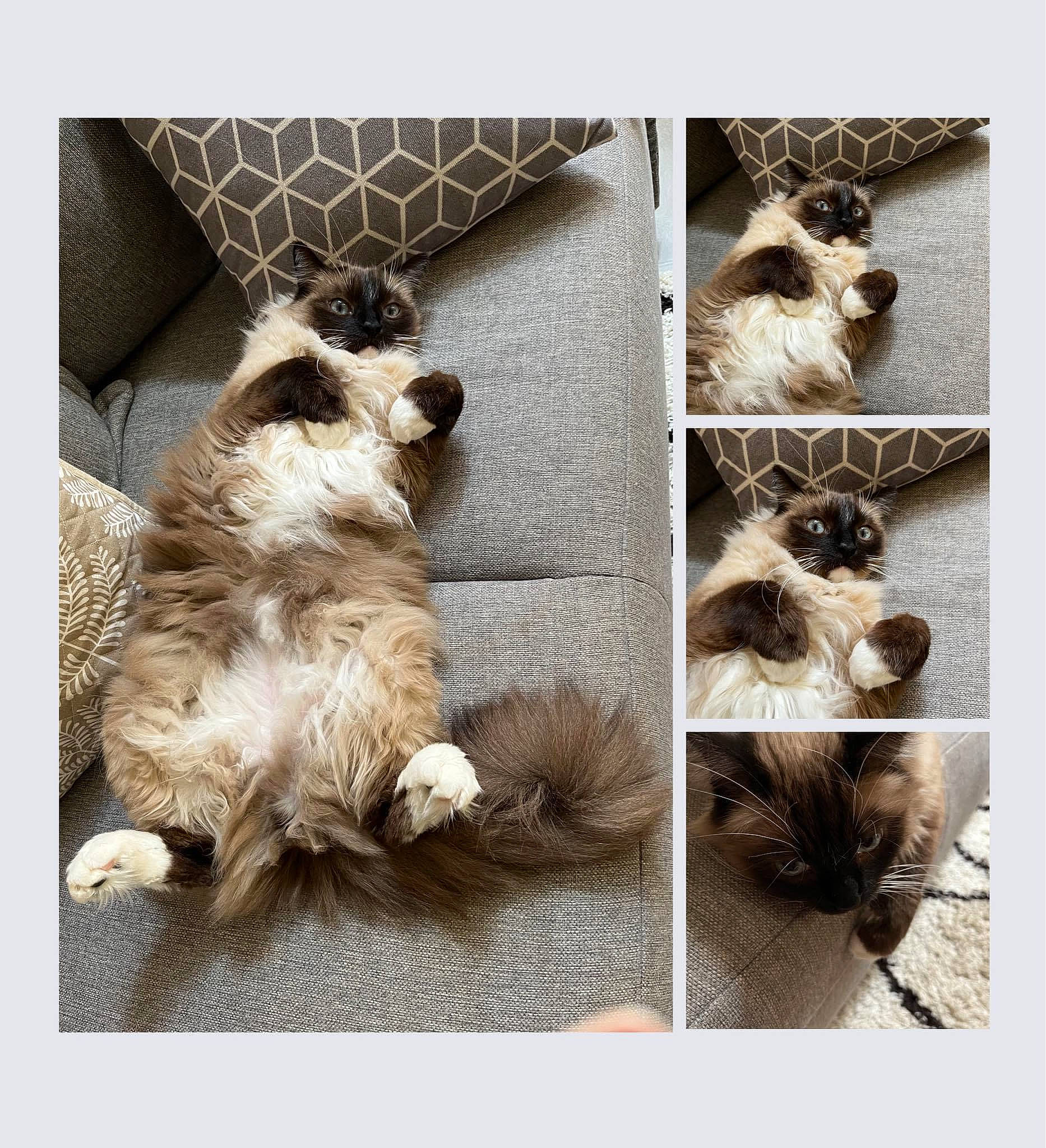 Quinoa a rejoint le concours — aidez-le/la à gagner de superbes lots ! carnivore, collage, companion_dog, dog, dog_breed, dog_supply, fashion_accessory, fawn, font, fur, liver, metal, monochrome_photography, pattern, photo_caption, snout, whiskers, white, wildlife, working_animal