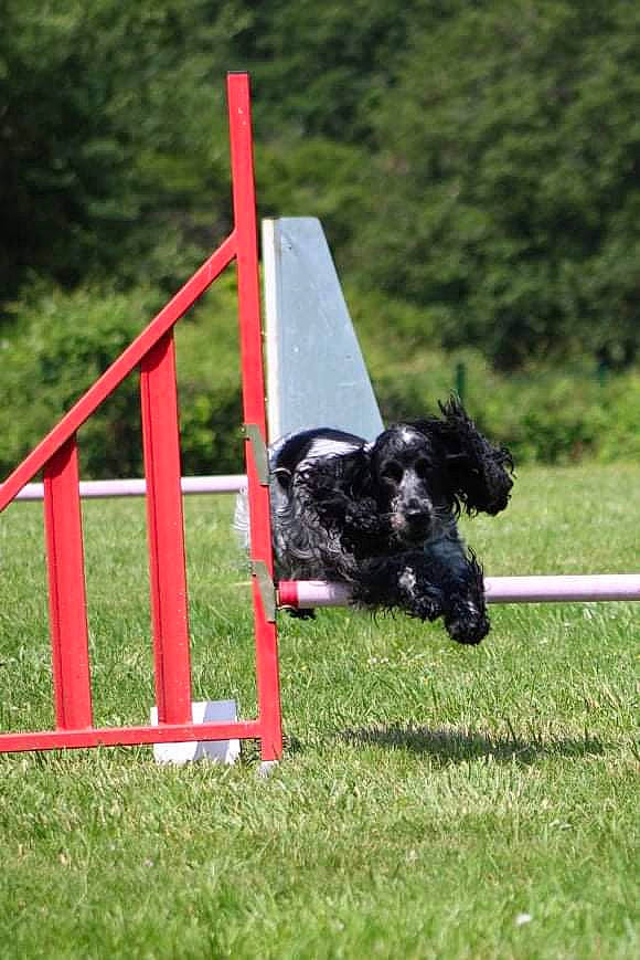 Opale a rejoint le concours — aidez-le/la à gagner de superbes lots ! animal_sports, aviation, canidae, carnivore, companion_dog, dog, dog_agility, dog_breed, dog_sports, dog_supply, grass, grassland, pasture, plant, recreation, sporting_group, sports, tree, working_animal, working_dog