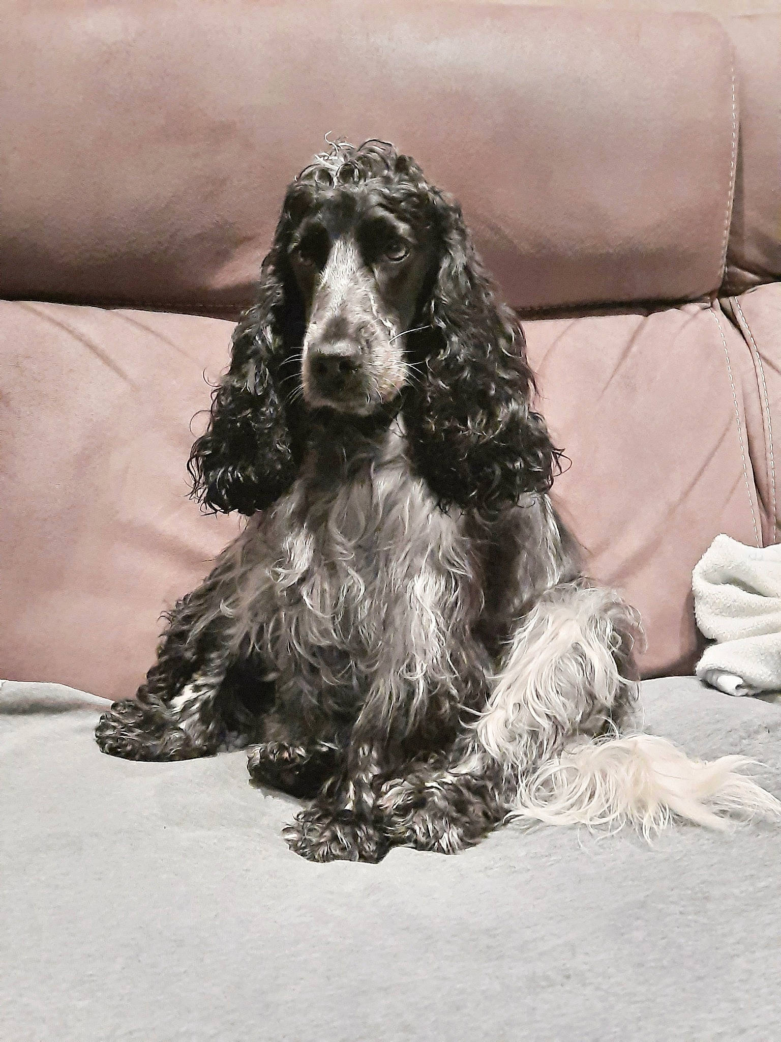 Opale participe au concours pour gagner de l'argent avec cette photo : american_cocker_spaniel, blue_picardy_spaniel, boykin_spaniel, canidae, carnivore, cocker_spaniel, companion_dog, dog, dog_breed, english_cocker_spaniel, english_springer_spaniel, field_spaniel, german_spaniel, mammal, picardy_spaniel, rare_breed_dog, russian_spaniel, spaniel, sporting_group, vertebrate