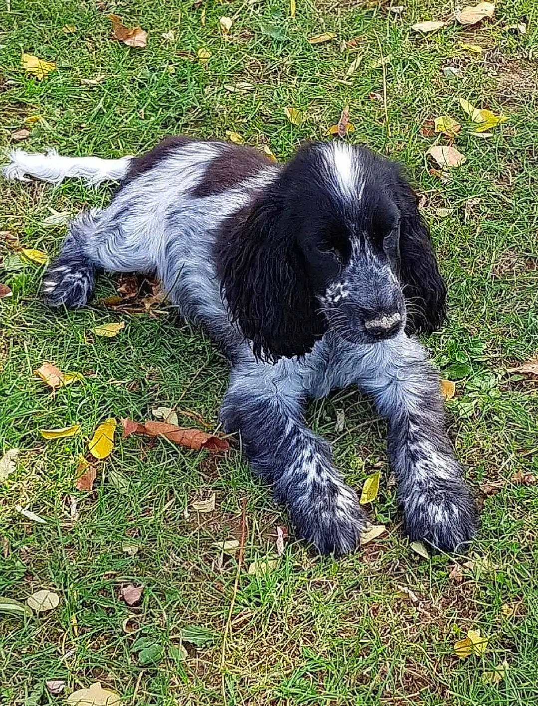 Opale participe au concours pour gagner de l'argent avec cette photo : american_cocker_spaniel, blue_picardy_spaniel, canidae, carnivore, cocker_spaniel, companion_dog, dog, dog_breed, english_cocker_spaniel, french_spaniel, german_spaniel, mammal, picardy_spaniel, rare_breed_dog, russian_spaniel, spaniel, sporting_group, vertebrate