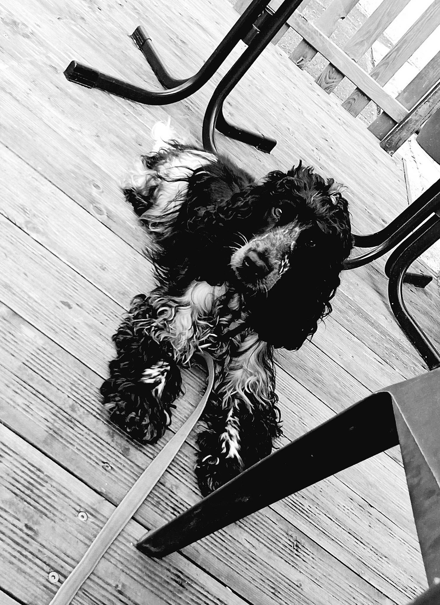 Opale participe au concours pour gagner de l'argent avec cette photo : black_and_white, fictional_character, illustration, monochrome, photography, sporting_group, stock_photography, style