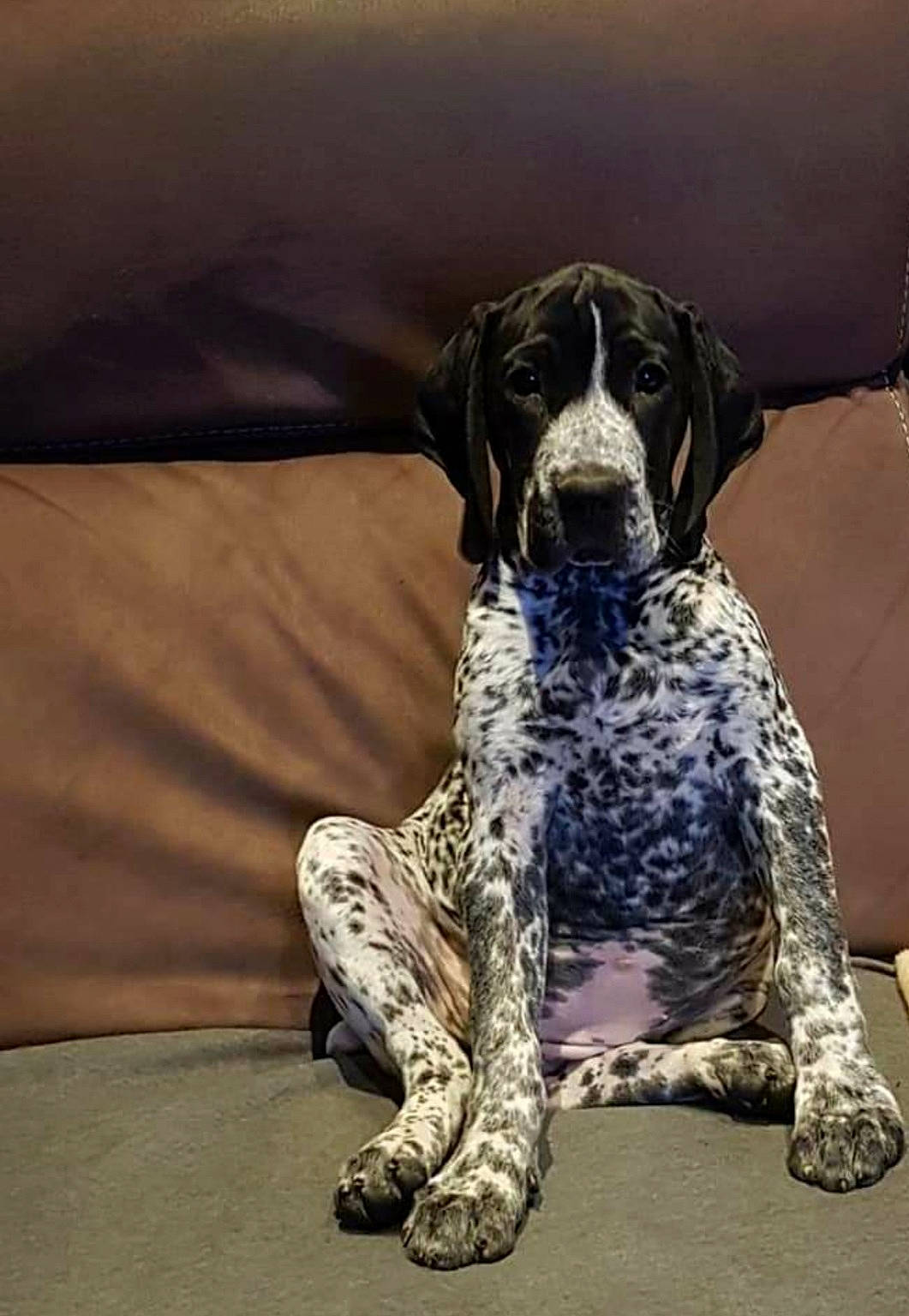 Prune participe au concours pour gagner de l'argent avec cette photo : braque_dauvergne, braque_francais, canidae, carnivore, comfort, companion_dog, dalmatian, dog, dog_breed, foot, fur, gun_dog, non_sporting_group, old_danish_pointer, pointing_breed, sitting, snout, sporting_group, working_animal, working_dog