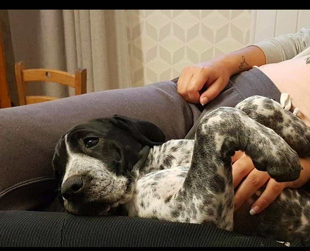 Prune a rejoint le concours — aidez-le/la à gagner de superbes lots ! canidae, carnivore, chair, comfort, companion_dog, dog, dog_breed, foot, fur, gesture, great_dane, guard_dog, military_camouflage, nap, non_sporting_group, sitting, snout, sporting_group, whiskers, working_animal