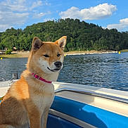 Asami a rejoint le concours — aidez-le/la à gagner de superbes lots ! dog, shiba_inu, boat, lake, water, outdoors, nature, forest, hillside, sky, clouds, sunlight, sitting, collar, pink_collar, fur, pet, canine, portrait, scenery