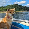 dog, shiba_inu, boat, lake, water, outdoors, nature, forest, hillside, sky, clouds, sunlight, sitting, collar, pink_collar, fur, pet, canine, portrait, scenery