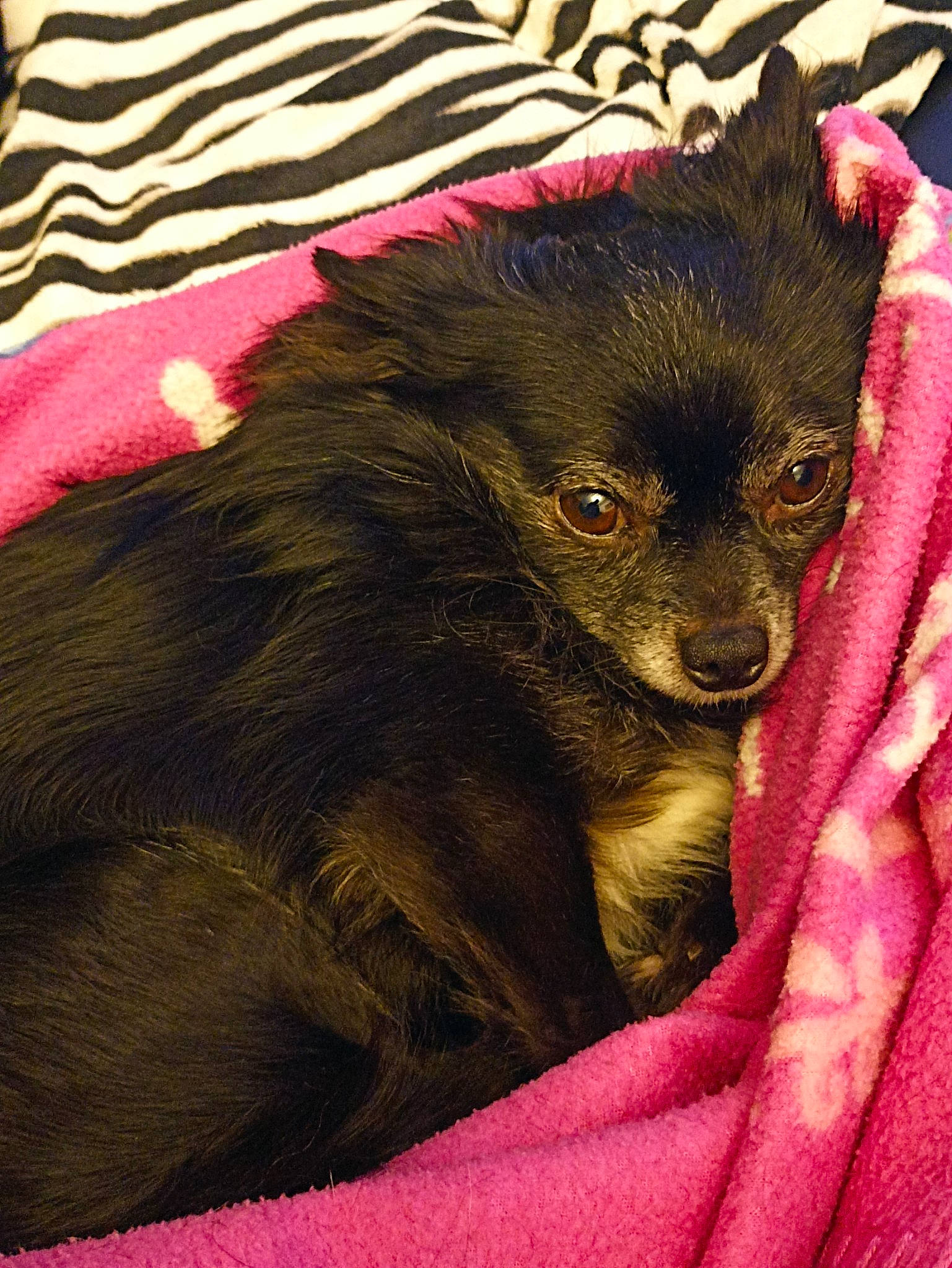 Jumper participe au concours pour gagner de l'argent avec cette photo : fawn, fur, liver, macaque, magenta, primate, snout, terrestrial_animal, wildlife