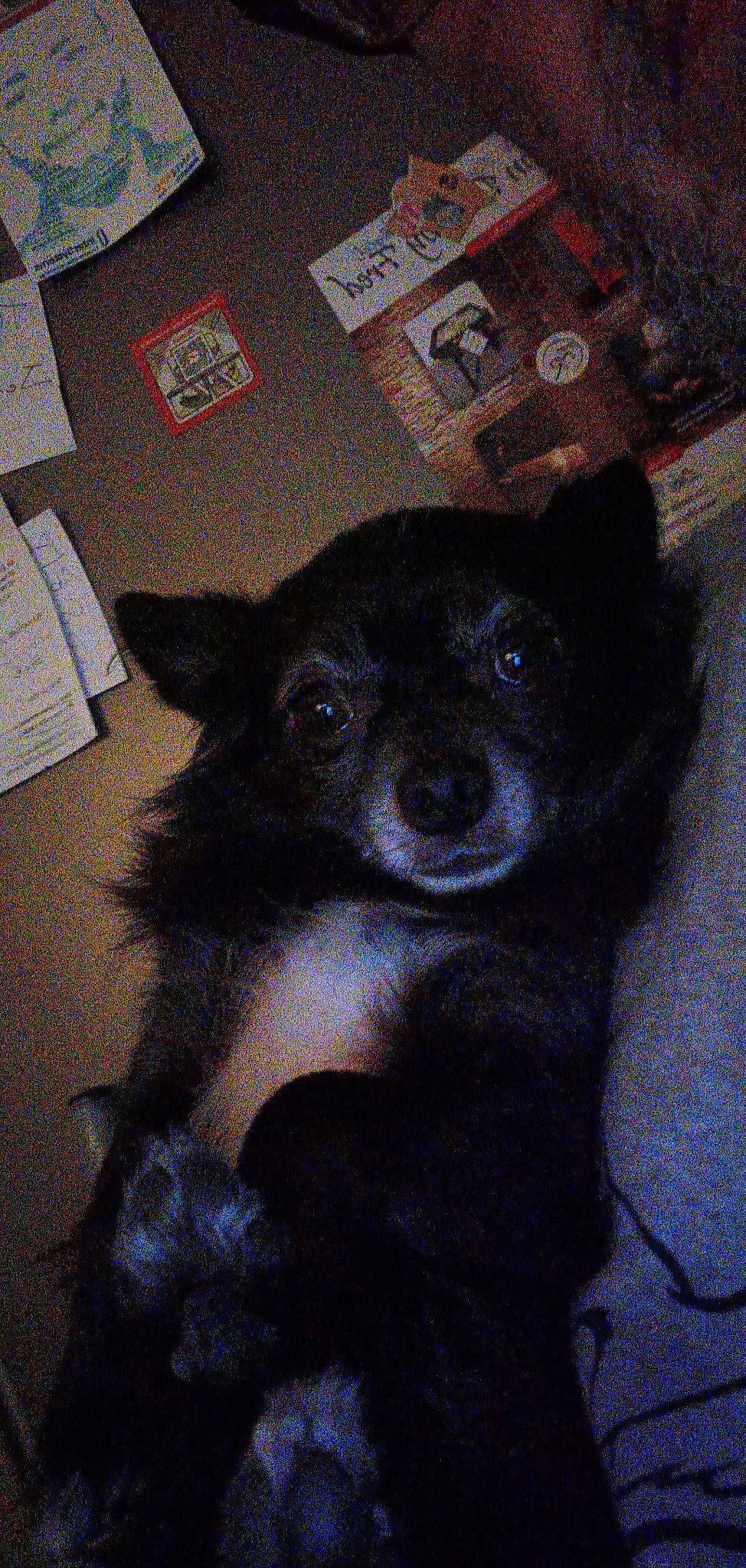 Jumper a rejoint le concours — aidez-le/la à gagner de superbes lots ! canidae, carnivore, chihuahua, companion_dog, dog, dog_breed, fawn, fur, liver, non_sporting_group, sporting_group, terrestrial_animal, toy_dog, whiskers, working_animal