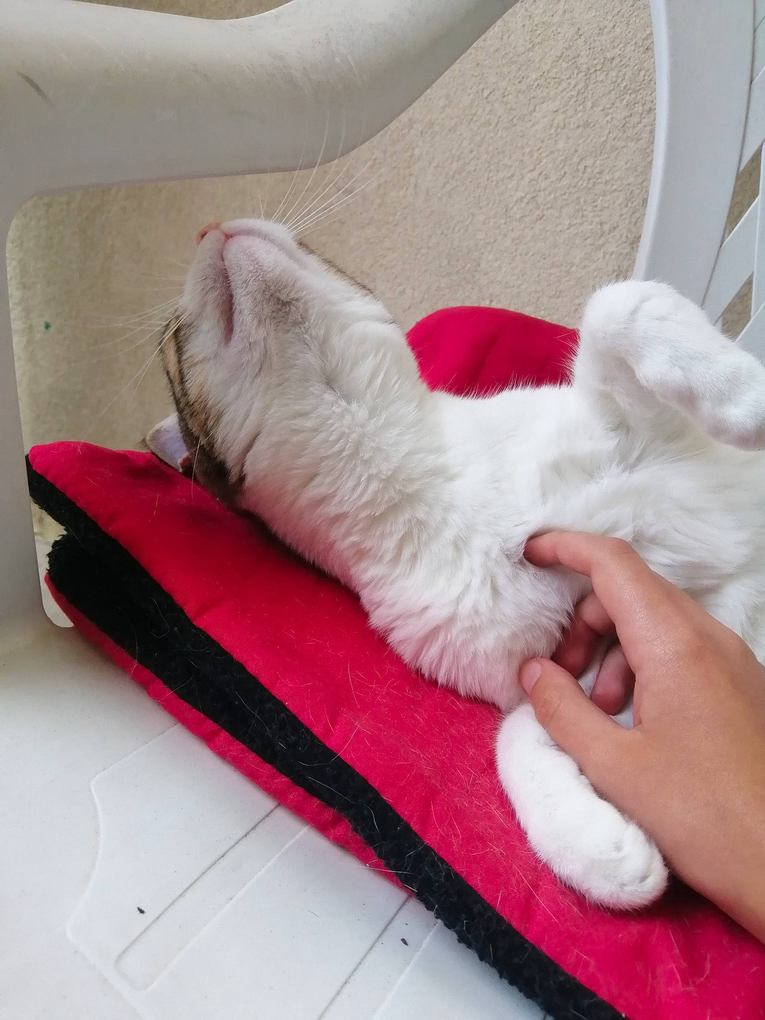 Chipie participe au concours pour gagner de l'argent avec cette photo : canidae, carnivore, cat, ear, felidae, foot, kitten, leg, maltese, paw, persian, small_to_medium_sized_cats, tail, turkish_angora