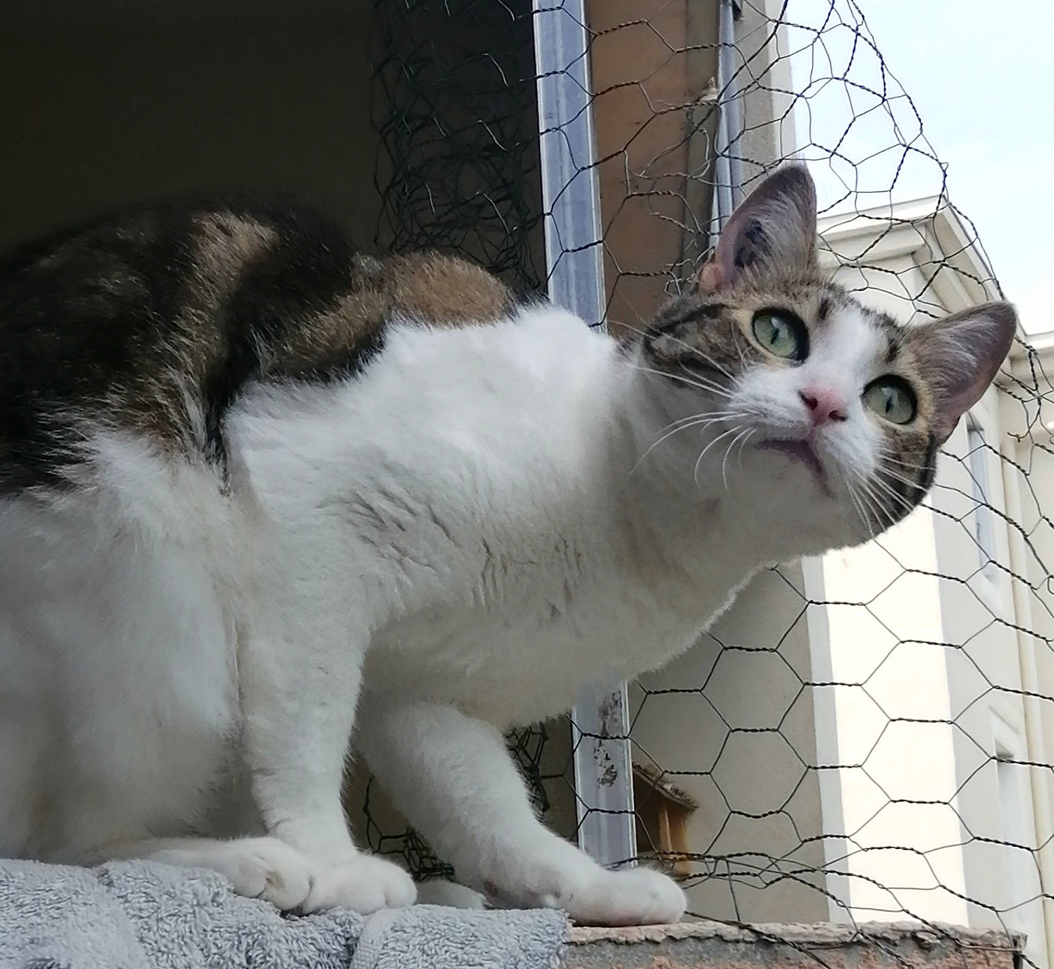 Chipie a rejoint le concours — aidez-le/la à gagner de superbes lots ! aegean_cat, american_wirehair, animal_shelter, asian, carnivore, cat, domestic_short_haired_cat, european_shorthair, eye, felidae, fur, japanese_bobtail, mammal, polydactyl_cat, small_to_medium_sized_cats, snout, tail, turkish_van, whiskers