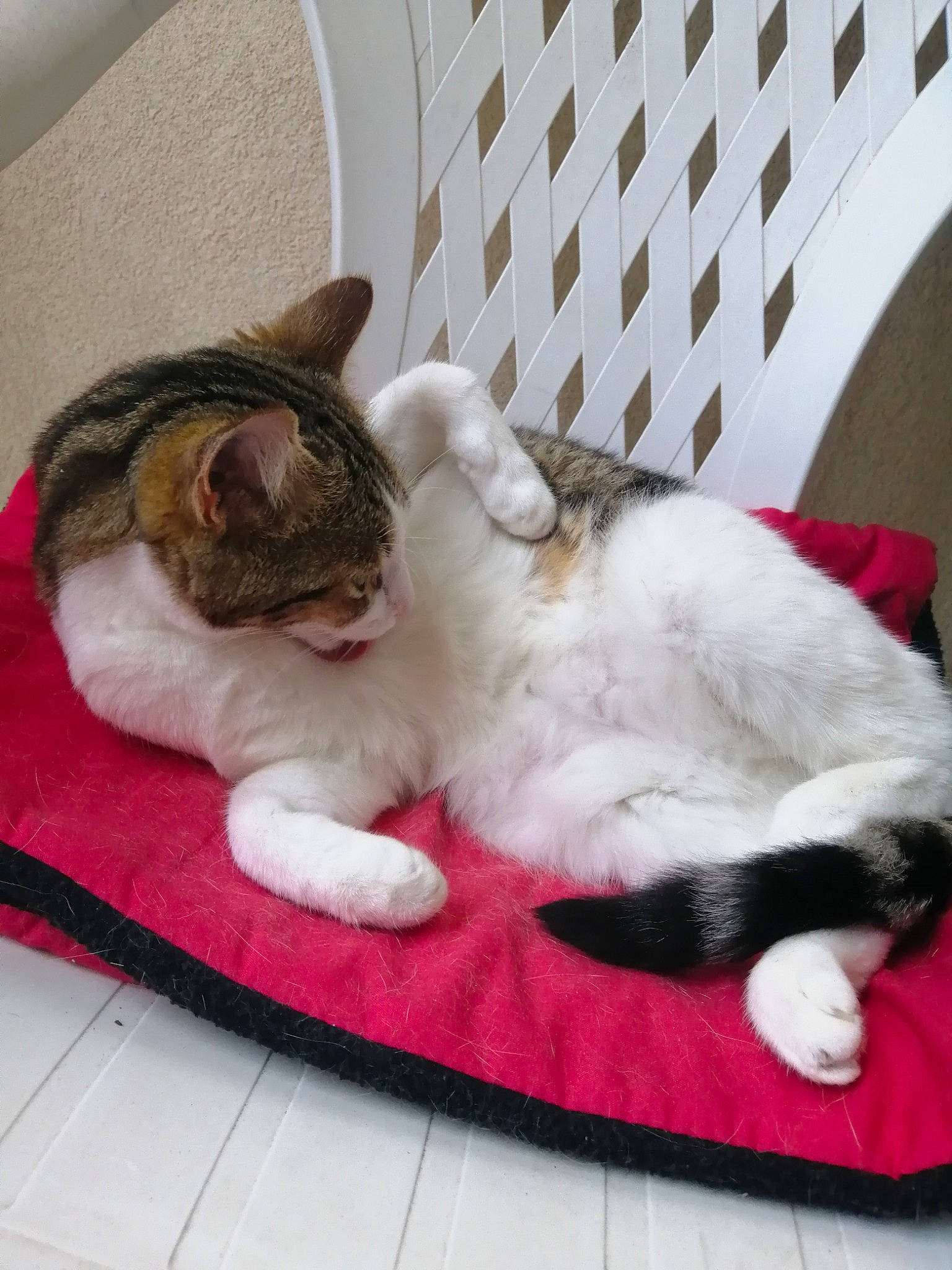 Chipie participe au concours pour gagner de l'argent avec cette photo : aegean_cat, asian, carnivore, cat, domestic_short_haired_cat, ear, european_shorthair, felidae, fur, kitten, mammal, paw, polydactyl_cat, small_to_medium_sized_cats, tail, whiskers