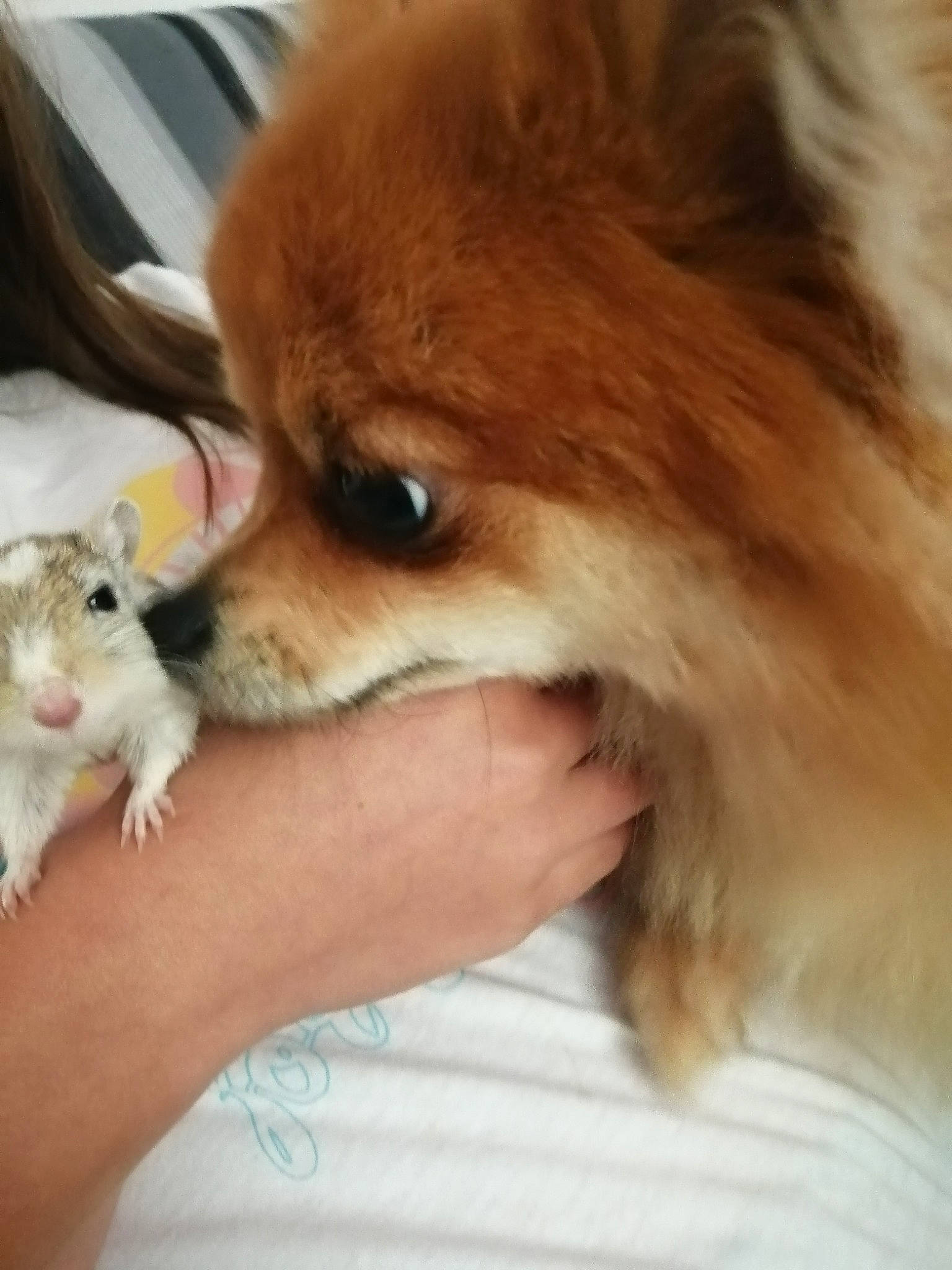 Nina participe au concours pour gagner de l'argent avec cette photo : canidae, carnivore, companion_dog, dog, dog_breed, german_spitz, german_spitz_klein, german_spitz_mittel, mammal, non_sporting_group, pomeranian, puppy, puppy_love, skin, snout, spitz, toy_dog, vertebrate, volpino_italiano, whiskers