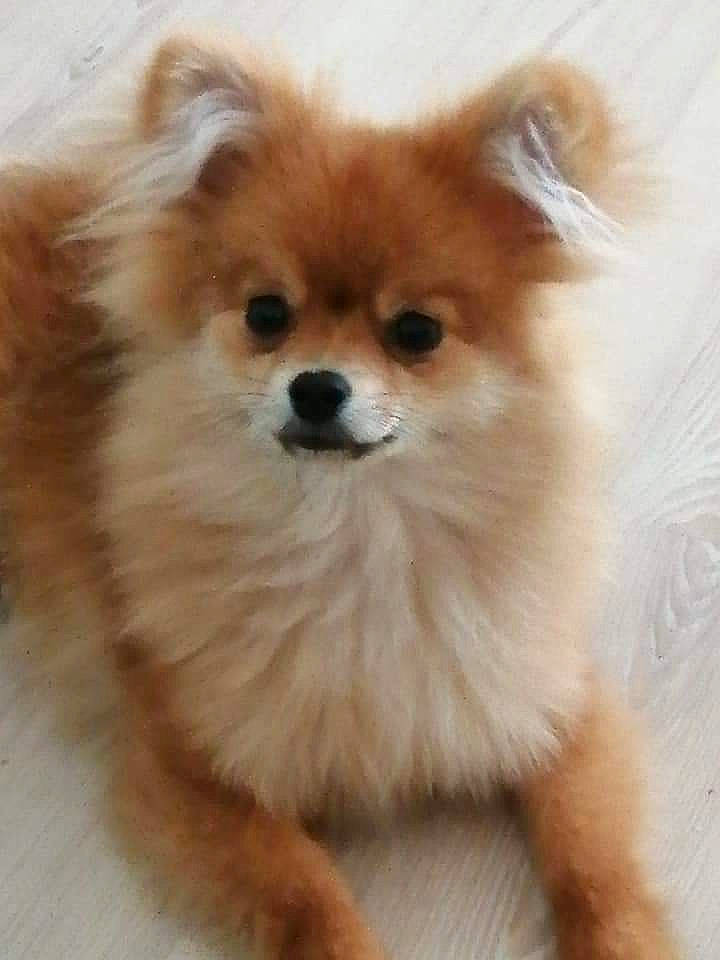 Plume participe au concours pour gagner de l'argent avec cette photo : ancient_dog_breeds, canidae, carnivore, companion_dog, dog, dog_breed, fawn, german_spitz, german_spitz_klein, german_spitz_mittel, mammal, non_sporting_group, pomeranian, puppy, rare_breed_dog, snout, spitz, toy_dog, vertebrate, volpino_italiano