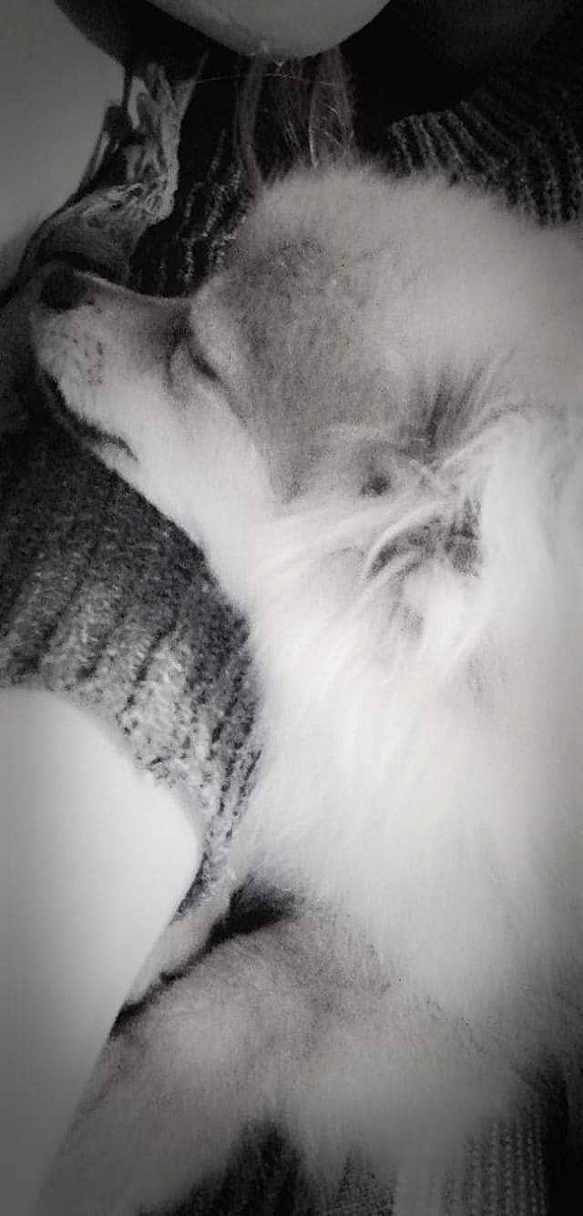 Plume participe au concours pour gagner de l'argent avec cette photo : black_and_white, carnivore, cat, close_up, ear, eye, eyebrow, felidae, forehead, fur, kitten, lip, monochrome, monochrome_photography, mouth, nose, skin, sleep, small_to_medium_sized_cats, whiskers