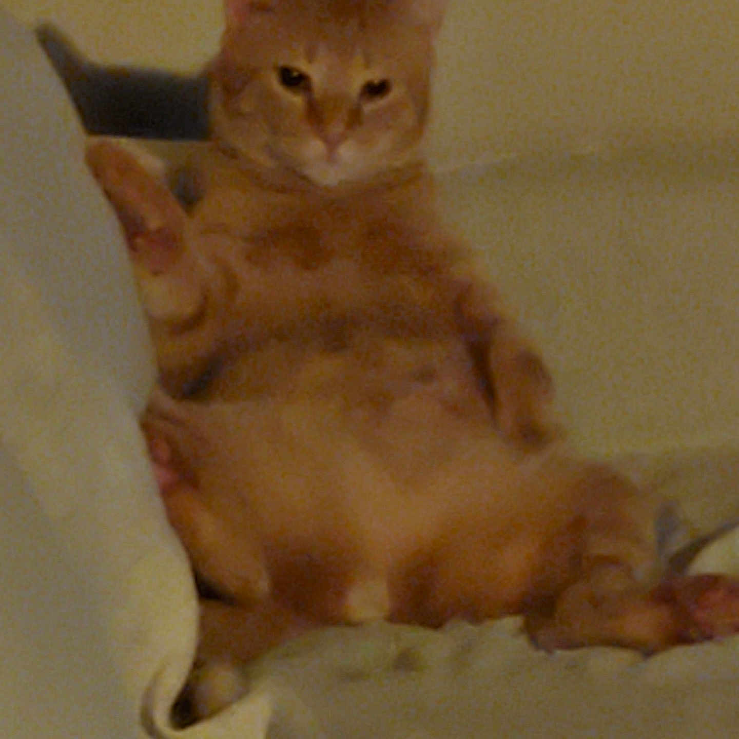 Oliver is registered to the contest to win money with this photo: animal, bed, cat, couch, cozy, cute, domestic, feline, fur, indoor, lazy, mammal, orange_cat, paw, pet, raised_paw, relaxed, sitting, sleepy, whiskers