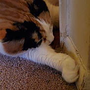 Callie is registered to the contest to win money with this photo: cat, calico, paw, carpet, wall, indoor, closeup, feline, stretching, corner, pet, animal, fur, soft, cozy, household, domestic, relaxing, mammal, resting