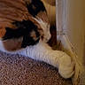 cat, calico, paw, carpet, wall, indoor, closeup, feline, stretching, corner, pet, animal, fur, soft, cozy, household, domestic, relaxing, mammal, resting