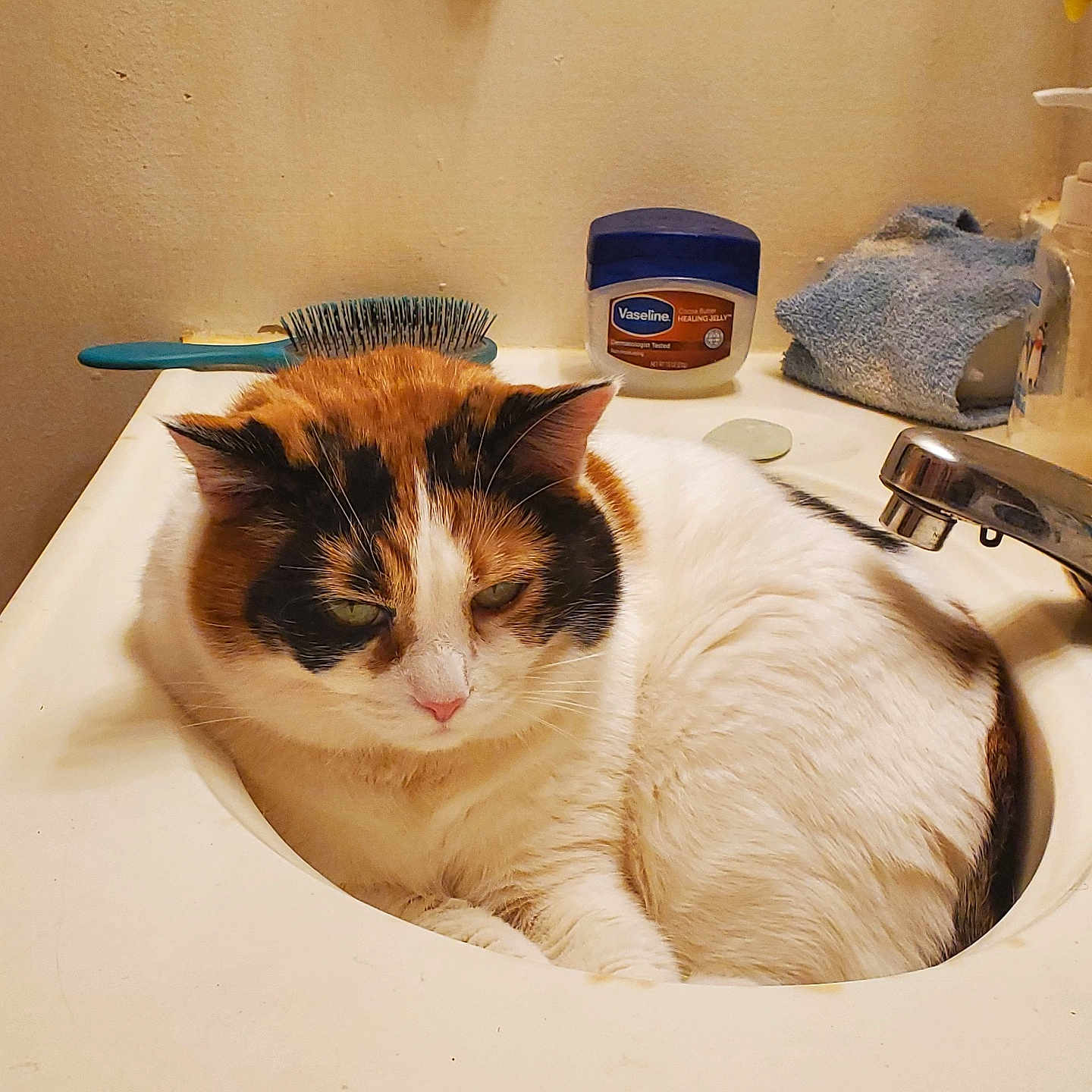 Callie joined the competition — help win amazing prizes! cat, calico, sink, bathroom, fur, pet, animal, domestic, toiletries, vaseline, hairbrush, relaxed, cozy, white, orange, black, feline, indoor, resting, cute
