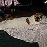 Callie joined the competition — help win amazing prizes! cat, calico_cat, sleeping, couch, blanket, sheet, flamingo_pattern, indoor, furniture, table, curtains, dim_light, pet, relaxing, cozy, home, animal, fur, resting, domestic