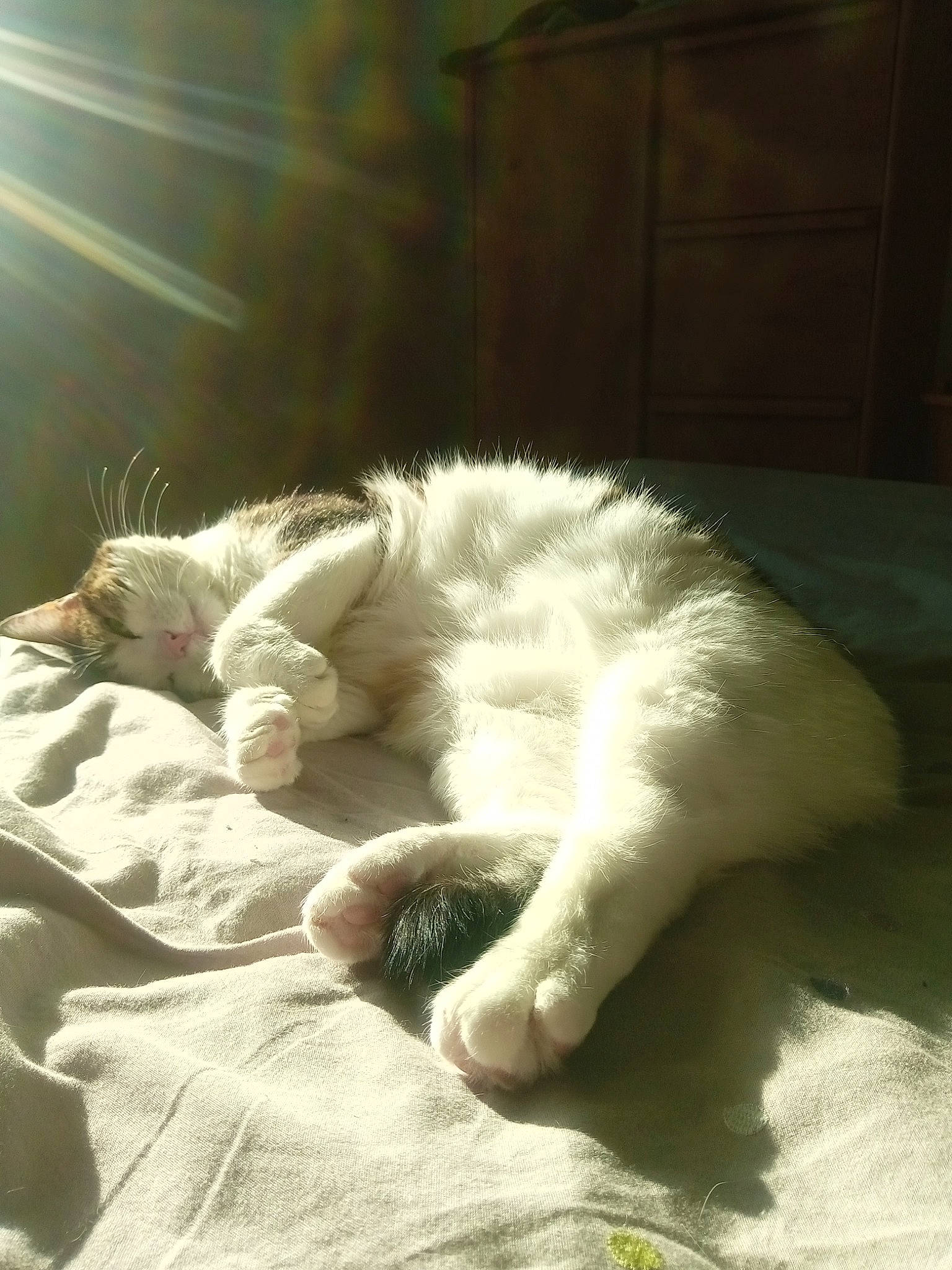 Mia participe au concours pour gagner de l'argent avec cette photo : bed, canidae, carnivore, cat, claw, comfort, companion_dog, dog_breed, duvet, felidae, foot, fur, linens, nap, paw, small_to_medium_sized_cats, sporting_group, tail, terrestrial_animal, whiskers