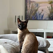 Aslan participe au concours pour gagner de l'argent avec cette photo : siamese_cat, cat, indoor, blue_eyes, furniture, couch, pet, animal, domestic_cat, soft_light, portrait, living_room, decor, painting, gray, cozy, sitting, feline, beautiful, relaxed