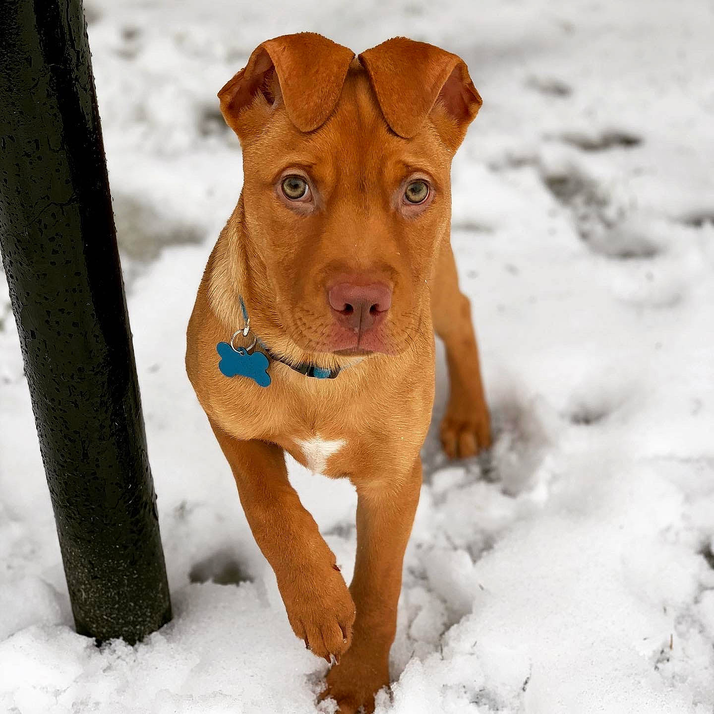 Jameson is registered to the contest to win money with this photo: brown, canidae, carnivore, companion_dog, dog, dog_breed, dog_collar, dog_supply, fawn, freezing, liver, non_sporting_group, pet_supply, precipitation, snout, snow, sporting_group, tan, winter, working_animal
