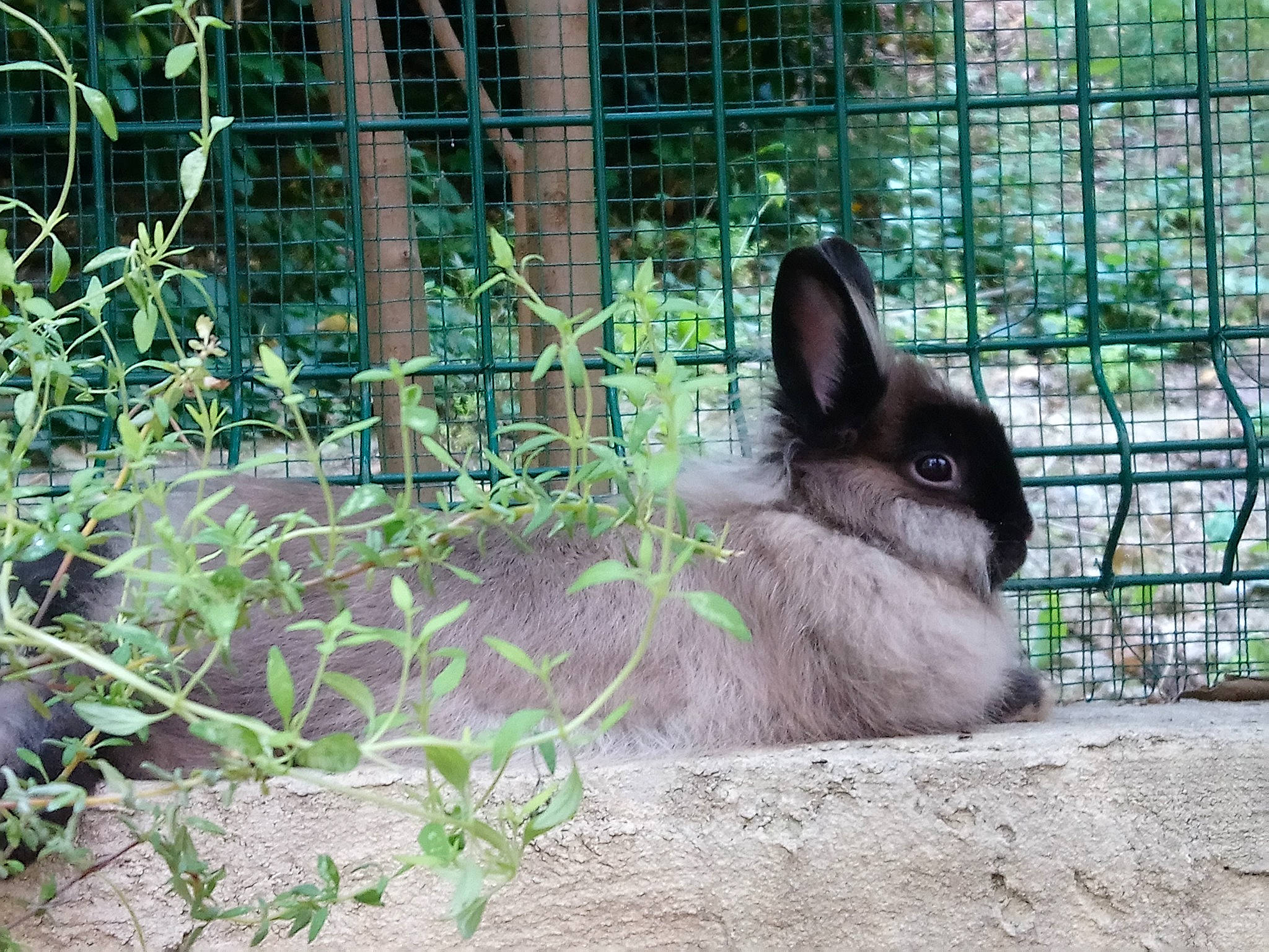 Fusain participe au concours pour gagner de l'argent avec cette photo : adaptation, animal_shelter, domestic_rabbit, fawn, grass, hare, mammal, organism, plant, rabbit, rabbits_and_hares, snowshoe_hare, wildlife, wood_rabbit, zoo