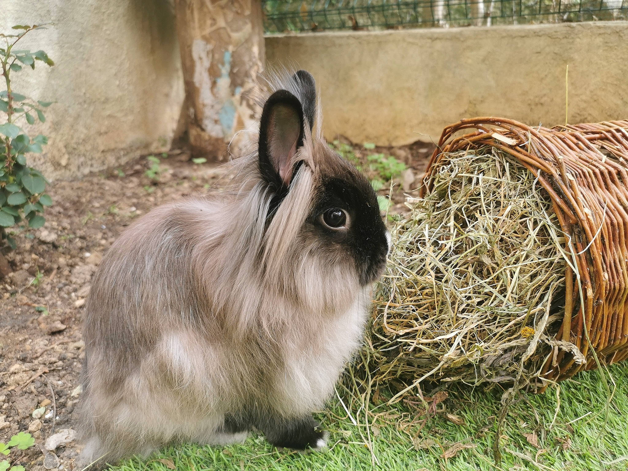 Fusain participe au concours pour gagner de l'argent avec cette photo : angora_rabbit, domestic_rabbit, fawn, grass, hare, hay, mammal, plant, rabbit, rabbits_and_hares, wildlife