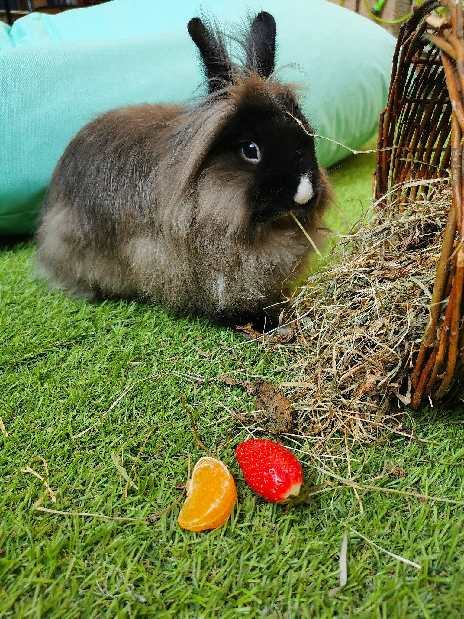 Fusain participe au concours pour gagner de l'argent avec cette photo : angora_rabbit, domestic_rabbit, easter_bunny, grass, hare, plant, rabbit, rabbits_and_hares, whiskers