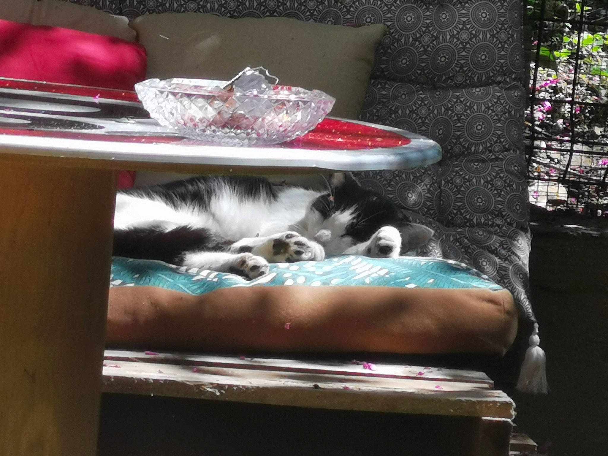 Raja a rejoint le concours — aidez-le/la à gagner de superbes lots ! canidae, cat, furniture, leg, non_sporting_group, pink, sitting, sun_tanning, table