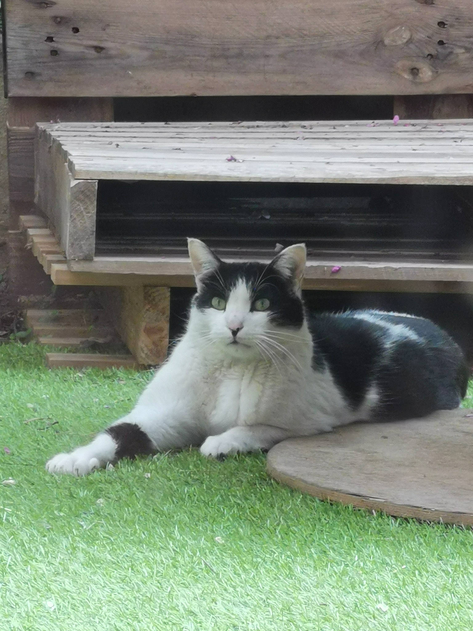 Raja participe au concours pour gagner de l'argent avec cette photo : aegean_cat, carnivore, cat, domestic_short_haired_cat, felidae, polydactyl_cat, small_to_medium_sized_cats, tail, whiskers