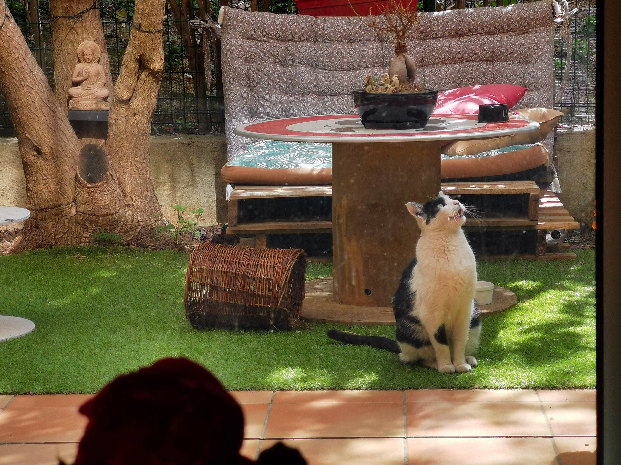 Raja participe au concours pour gagner de l'argent avec cette photo : adaptation, backyard, carnivore, cat, fawn, felidae, grass, recreation, small_to_medium_sized_cats, zoo