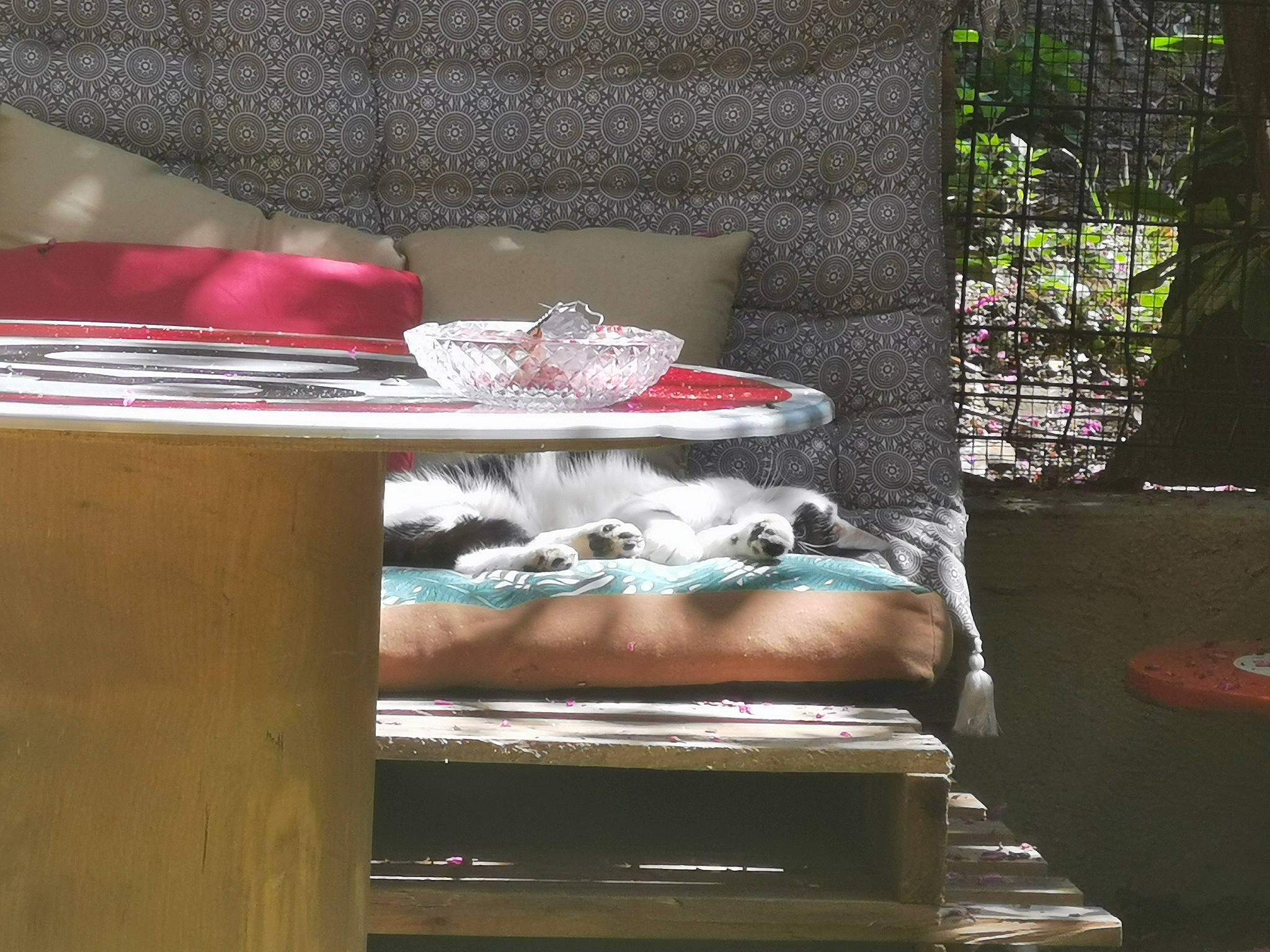 Raja participe au concours pour gagner de l'argent avec cette photo : cat, fawn, felidae, furniture, table