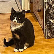 Gansito is registered to the contest to win money with this photo: alert, animal, black_and_white, cat, companion, curious, cute, domestic, ears, feline, flooring, fur, home, household, indoor, paws, pet, sitting, whiskers, wooden_floor