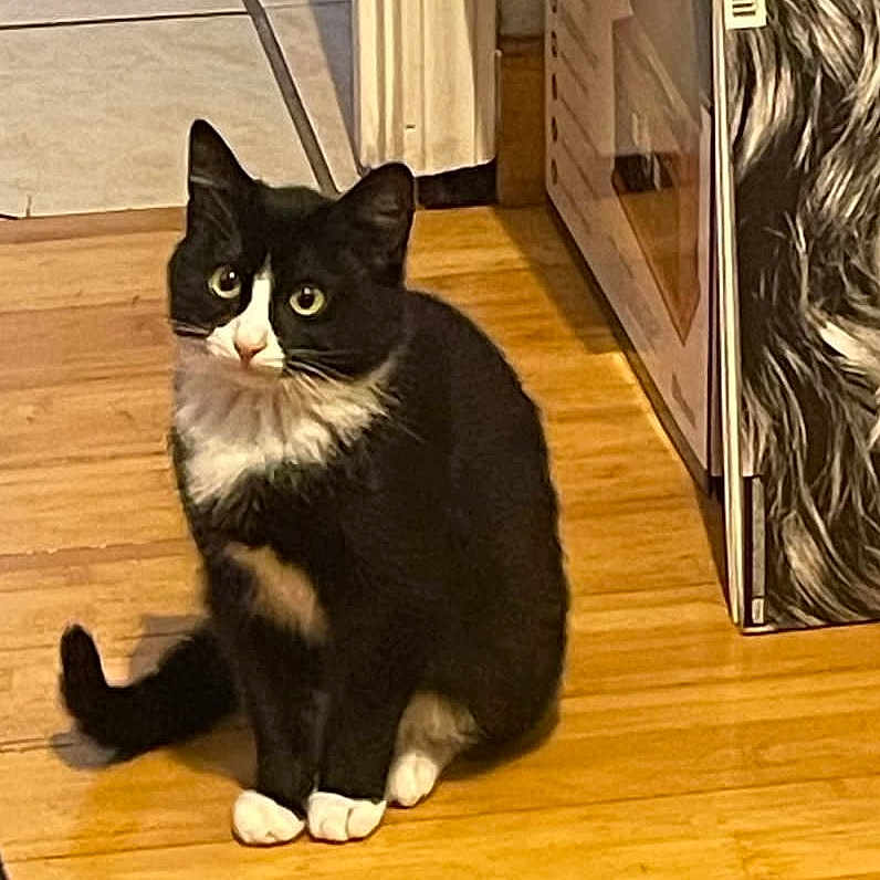 Gansito is registered to the contest to win money with this photo: alert, animal, black_and_white, cat, companion, curious, cute, domestic, ears, feline, flooring, fur, home, household, indoor, paws, pet, sitting, whiskers, wooden_floor