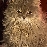 Kirby joined the competition — help win amazing prizes! animal, cat, closeup, curly, curly_fur, cute, domestic_animal, eyes, face, feline, fluffy, fur, furry, hair, indoor, looking, mammal, pet, portrait, whiskers