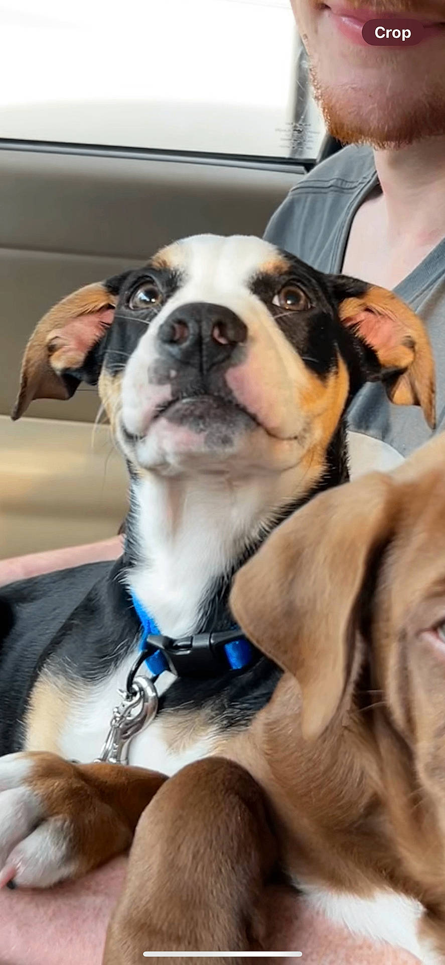 Ryder joined the competition — help win amazing prizes! accessories, adult, animal, appenzeller, beagle, bostonbull, boxer, bulldog, canine, dog, face, frenchbulldog, head, hound, male, man, person, pet, pitbull, puppy